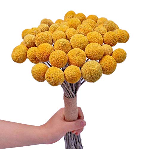 Jikoiuty NatüRlicher Getrockneter Blumen-Gelber Ball-Blumenstrauß-Haufen, Echter Frisch Geernteter Getrockneter Pflanzen-Haufen, Dekoration für Heimwerker von Jikoiuty