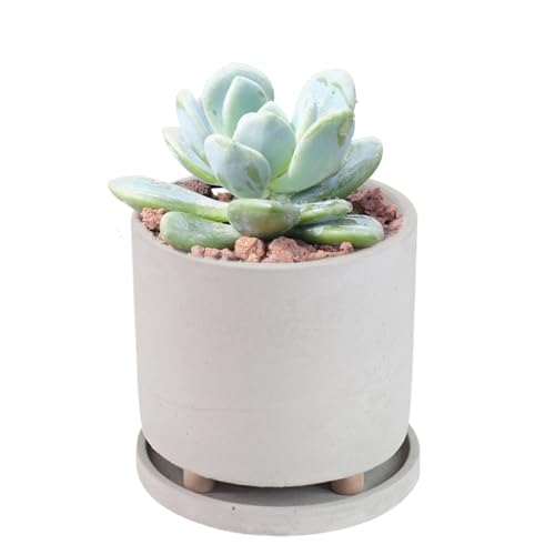 Jingmiger Blumenkasten auf Füßen, Pflanzgefäß auf Füßen für den Innenbereich mit Tablett | Container, Kreativtopf für Sukkulenten und Kleine, Innendekoration von Jingmiger