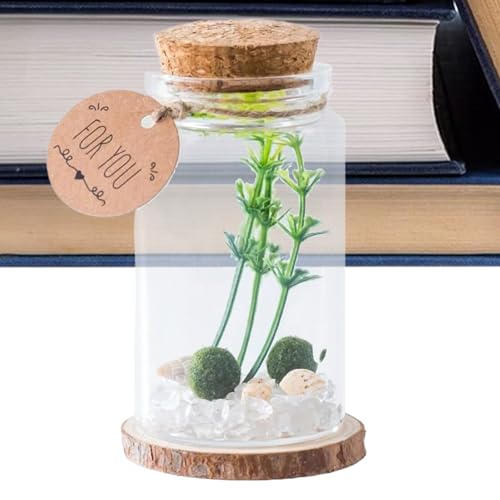 Jingmiger Mini-Einmachgläser mit Deckel aus Glas – Miniaturtopf mit Holzstopfen zur Aufbewahrung von elegantem Handwerk Dekoration Haus Küche Familie Büro Ornament Wünsche von Jingmiger