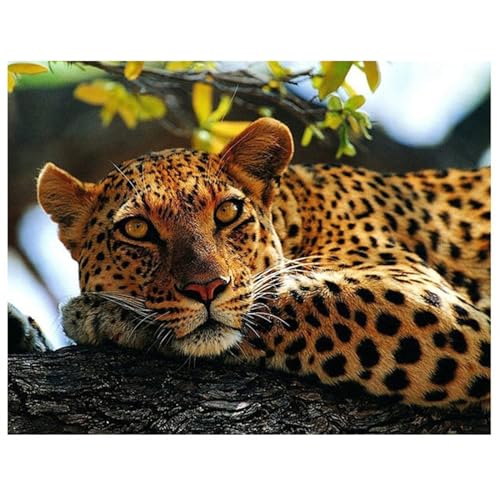 Leopard Diamond Painting Set,5D DIY Diamant Painting Bilder Voller Rundbohrer Kristall Stickerei Kreuzstich Kunsthandwerk Home Schlafzimmer Büro Wand Dekoration,25x45cm von Jinmer