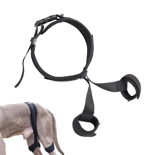 Hundegurt zur Erholung von Hunden, Stützbandagen, weiches Trageband mit sicherem Griff und Hakenverschluss, ideal für Reisen, Rehabilitation oder hilft Ihrem Welpen beim täglichen Spazierengehen Hundegurt zur Erholung von Hunden, Stützbandagen, weiches Trageband mit sicherem Griff und Hakenverschluss, ideal für Reisen, Rehabilitation oder hilft Ihrem Welpen beim täglichen Spazierengehen von Jinyilwn