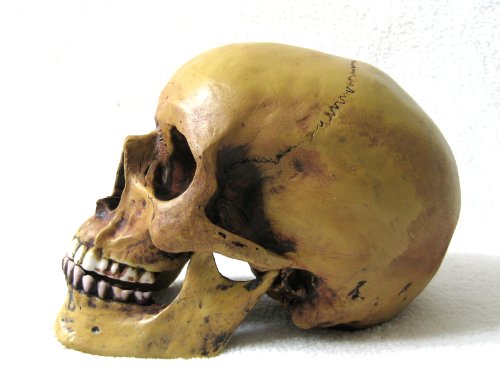 Joh.Vogler GmbH Anatomie Schädel mit Unterkiefer Anatomieschädel Totenkopf Replik von Joh.Vogler GmbH