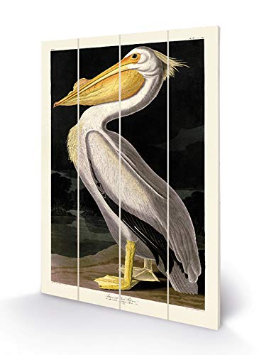 John James Audubon SW12760A Bild auf Holz, 40 x 59 cm (Pélican Blanc Americain), Mehrfarbig, 40 x 59 x 1,2 cm von John James Audubon