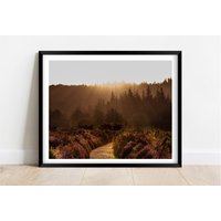 Der Neue Wald Hampshire Sonnenuntergang | Limitierte Auflage Fotografie Kunst Wandkunst Exclusiven Druck Plakate Fotos von JollyjackprintShack