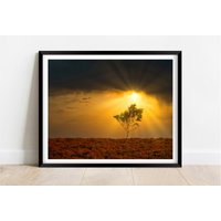 Der New Forest Hampshire Einsame Baum Sonnenuntergang | Limitierte Auflage Fotografie Kunst Wandkunst Exclusiven Druck Plakate Fotos von JollyjackprintShack