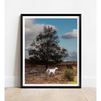 Ein New Forest Pony Tänzelt Durch Bracken | Limitierte Auflage Fotografie Kunst Wandkunst Exclusiven Druck Plakate Fotos von JollyjackprintShack