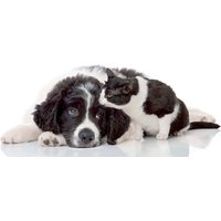 Flexicover Heizkörperverkleidung 60cm x 100cm, Hund & Katze von Jollytherm