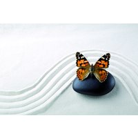 Flexicover Heizkörperverkleidung 60cm x 80cm, Schmetterling von Jollytherm