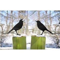 Vogel Debatte Im Garten, Turteltaeubchen von JolyonYates