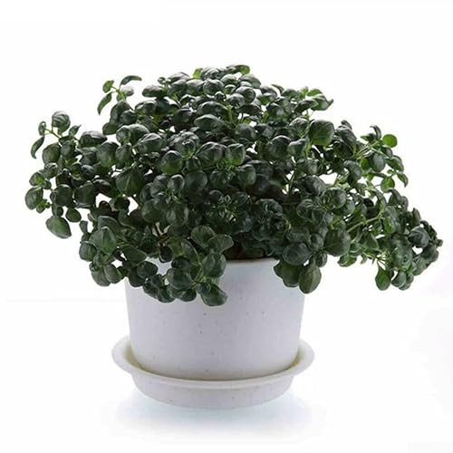 10 praktische Untersetzer für Sukkulenten und Blumentopfpflege (1#) von Jonikuper