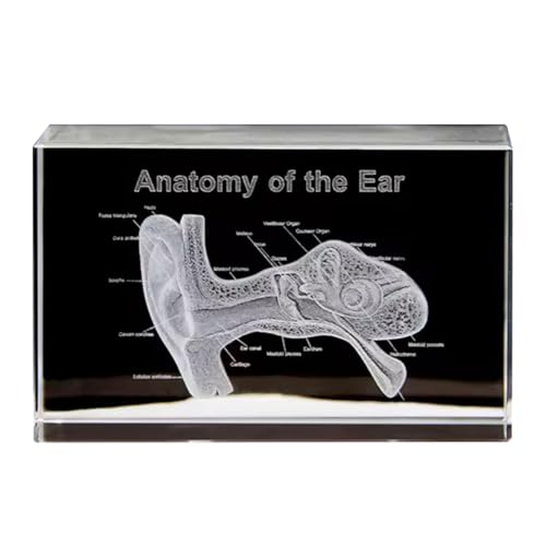 Jooehyer Wissenschaftliche Geschenke Kristallwürfel Otolaryngologie Wissenschaftsgeschenke A Jooehyer Wissenschaftliche Geschenke Kristallwürfel Otolaryngologie Wissenschaftsgeschenke A von Jooehyer