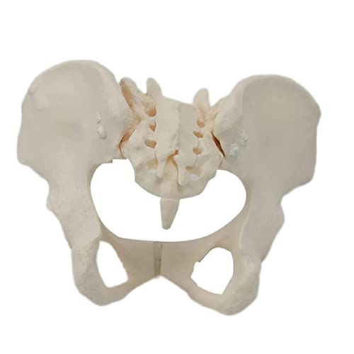 Weibliche Beckenmodell Lebensgröße Flexible weibliches Becken Skelettmodell wissenschaftliches Anatomie -Modell für Hebamme in Geburtshilfe, Gynäkologie, Gynäkologie Weibliche Beckenmodell Lebensgröße Flexible weibliches Becken Skelettmodell wissenschaftliches Anatomie -Modell für Hebamme in Geburtshilfe, Gynäkologie, Gynäkologie von Jorzer