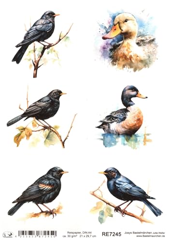 Josys Bastelmärchen Reispapier DIN A4 Strohseide Einheimische Vögel Vogel Drossel Ente RE7245 von Josys Bastelmärchen