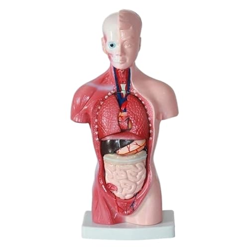 Menschliches Körpermodell, 11 -Zoll -realistische abnehmbare Lern lernen pädagogische menschliche Anatomiemodell für Studentenunterrichtsstudienunterricht Menschliches Körpermodell, 11 -Zoll -realistische abnehmbare Lern lernen pädagogische menschliche Anatomiemodell für Studentenunterrichtsstudienunterricht von Joygoodta