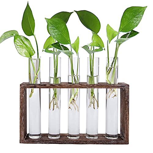 Jucoan Reagenzglas Vase mit 5 Rohr für Hydrokultur Pflanzen Hydroponik Glasvase mit Holz Halter Plant Terrarium Kleine Vasen Deko Set Vintage Glas Reagenzgläser Tischvase für Büro Haus Garten Dekor Jucoan Reagenzglas Vase mit 5 Rohr für Hydrokultur Pflanzen Hydroponik Glasvase mit Holz Halter Plant Terrarium Kleine Vasen Deko Set Vintage Glas Reagenzgläser Tischvase für Büro Haus Garten Dekor von Jucoan
