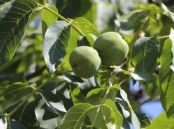 Walnuss 'Apollo', 80-100 cm, Juglans regia 'Apollo', Containerware von Juglans regia 'Apollo'