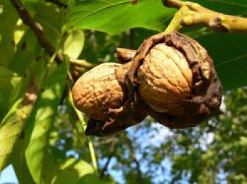 Walnuss 'Esterhazy II' Veredelung, 125-150 cm, Juglans regia 'Esterhazy II' Veredelung, Containerware von Juglans regia 'Esterhazy II' Veredelung