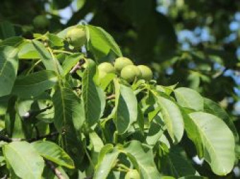 Zwerg-Walnuss 'Europa', 60-80 cm, Juglans regia 'Europa', Containerware von Juglans regia 'Europa'