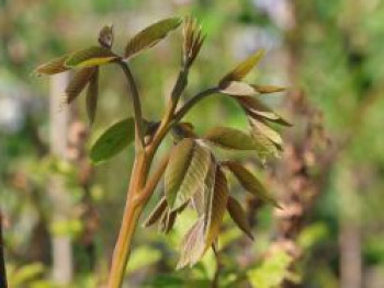 Walnuss 'Lange van Lod', 175-200 cm, Juglans regia 'Lange van Lod', Containerware von Juglans regia 'Lange van Lod'