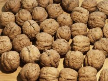 Walnuss 'Nr. 139' Veredelung, 80-100 cm, Juglans regia 'Nr. 139' Veredelung, Containerware von Juglans regia 'Nr. 139' Veredelung