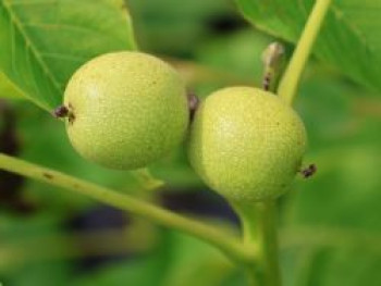 Walnuss 'Rote Donaunuss', 100-125 cm, Juglans regia 'Rote Donaunuss', Containerware von Juglans regia 'Rote Donaunuss'