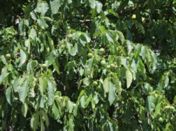 Walnuss 'Weinsberg 1' Veredelung, 80-100 cm, Juglans regia 'Weinsberg 1', Containerware von Juglans regia 'Weinsberg 1'