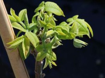 Walnussbaum 'Mitchell', 30-40 cm, Juglans x bixbyi 'Mitchell', Containerware von Juglans x bixbyi 'Mitchell'