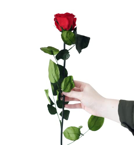 Juli Blumen Rosa Infinity mit Stiel - Rot - Premium von Juli