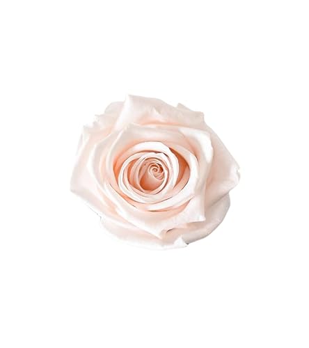 Juli Blumen Rose Pink Blush von Juli