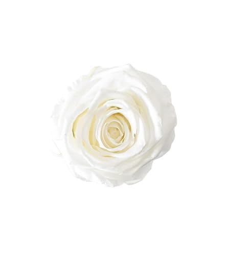 Juli Blumen Rosenkopf in reinem Weiß von Juli