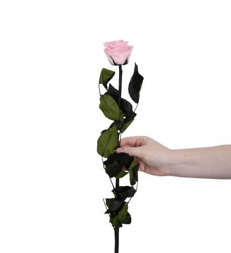 Juli Rosa Blumen mit Stiel, Rosa – Premium von Juli