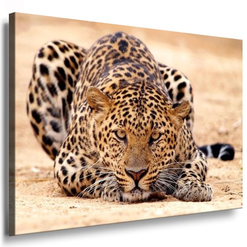 Julia-Art - Bilder Leopard Leinwand mit Keilrahmen 150 x 100 cm Leinwandbild XXL Wandbild Tiere Kunstdrucke Tierwelten Bild Wanddesign Wanddekoration c-642v-210 von Julia-Art Leinwandbilder