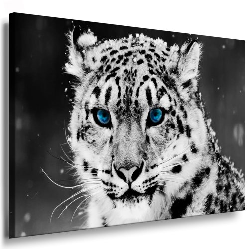 Julia-Art - Bilder Schneeleopard Leinwand mit Keilrahmen 60 x 40 cm Leinwandbild XXL Wandbild Tiere Kunstdrucke Tierwelten Bild Wanddesign Wanddekoration c-642v-205 von Julia-Art Leinwandbilder