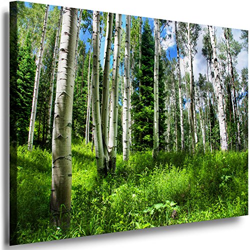 Julia-Art Leinwandbilder Landschaft Bild 100 x 70 x 2 cm - Wandbild 1 teilig - Wand Deko Modern Design Kunstdruck Birken Wald HR17-5 von Julia-Art Leinwandbilder