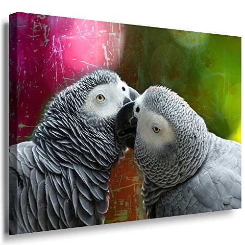 Julia-Art Leinwandbilder - Papageien Ara Bild 1 teilig - 80 mal 60 cm Leinwand auf Rahmen - sofort aufhängbar Wandbild XXL - Kunstdrucke QN18-4 von Julia-Art Leinwandbilder