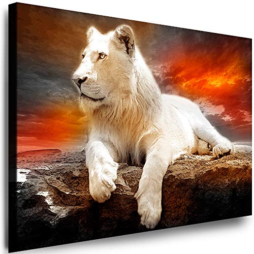 Julia-Art - Leinwandbilder - XXL Leinwand Bild (100 x 70 cm 1 teilig) Wandbilder mit Keilrahmen - Kunstdrucke Weisse Löwen Albino Tiere Raubtiere Afrika Tierwelt N-c-8-a-5 von Julia-Art