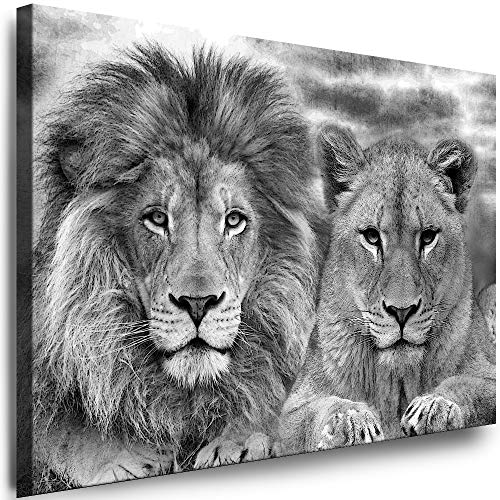 Julia-Art - Leinwandbilder - XXL Leinwand Bild (120 x 80 cm 1 teilig) Wandbilder mit Keilrahmen - Kunstdrucke Weisse Löwen Albino Tiere Raubtiere Afrika Tierwelt N-c-8-a-27 von Julia-Art