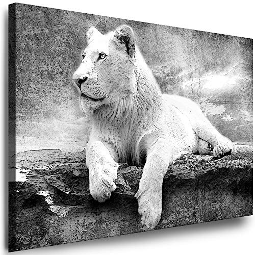 Julia-Art - Leinwandbilder - XXL Leinwand Bild (80 x 60 cm 1 teilig) Wandbilder mit Keilrahmen - Kunstdrucke Weisse Löwen Albino Tiere Raubtiere Afrika Tierwelt N-c-8-a-11 von Julia-Art