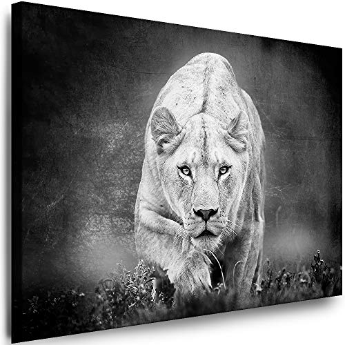 Julia-Art - Leinwandbilder - XXL Leinwand Bild (80 x 60 cm 1 teilig) Wandbilder mit Keilrahmen - Kunstdrucke Weisse Löwen Albino Tiere Raubtiere Afrika Tierwelt N-c-8-a-60 von Julia-Art