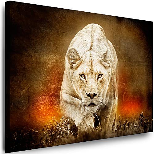 Julia-Art - Leinwandbilder - XXL Leinwand Bild (80 x 60 cm 1 teilig) Wandbilder mit Keilrahmen - Kunstdrucke Weisse Löwen Albino Tiere Raubtiere Afrika Tierwelt N-c-8-a-67 von Julia-Art