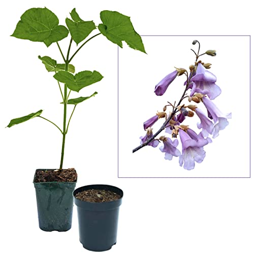 Blauglockenbaum Paulownia SHANDONG schnellwachsend - auch bekannt als Kiri-Baum, Kaiserbaum mit blauvioletten & glockenförmigen Blüten als Wertholz & Schattenbaum (1x 2-3-Liter-Topf) von Jumbogras