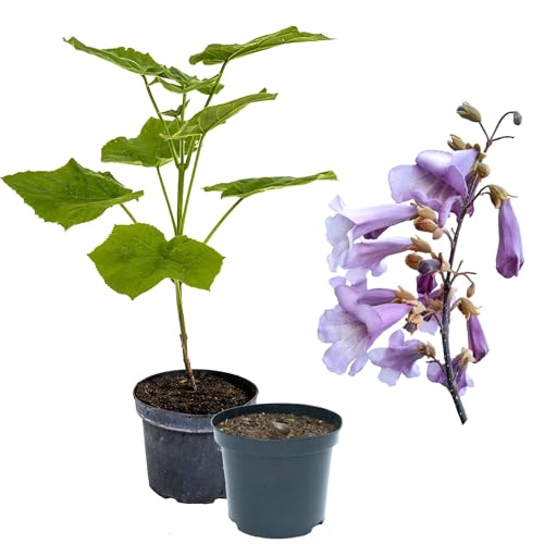1 x Paulownia Blauglockenbaum TOMENTOSA, extrem schnellwüchsig; auch Kiri-Baum, Kaiserbaum oder Empress tree für Wertholz/Energieholz, keine Samen! (2-3 Liter Topf) von Jumbogras
