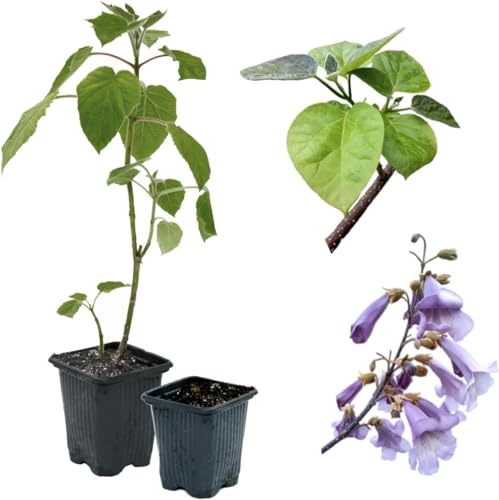 Blauglockenbaum Paulownia SHANDONG schnellwachsend - auch bekannt als Kiri-Baum, Kaiserbaum mit blauvioletten & glockenförmigen Blüten als Wertholz & Schattenbaum (10x 9 cm-Topf) von Jumbogras