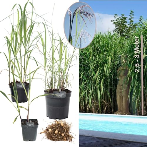 50 x Jumbogras® Pflanzballen, Elefantengras 'Miscanthus x giganteus', Sichtschutz, schnellwüchsige Gräserhecke, Solitärgras, Gräser-Beet (Größe MIDI) von Jumbogras