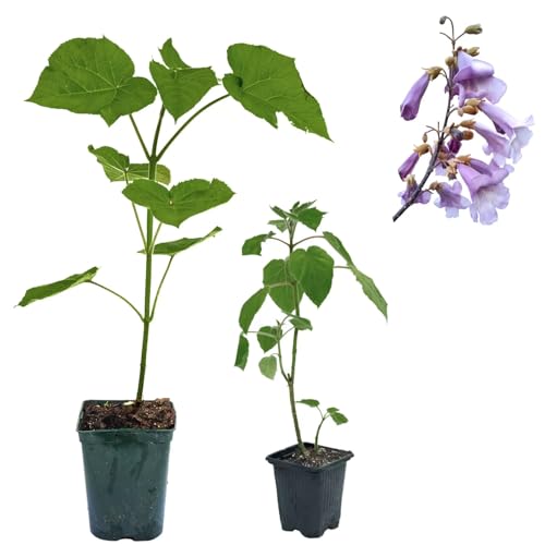 Blauglockenbaum Paulownia SHANDONG schnellwachsend - auch bekannt als Kiri-Baum, Kaiserbaum mit blauvioletten & glockenförmigen Blüten als Wertholz & Schattenbaum (2) von Jumbogras