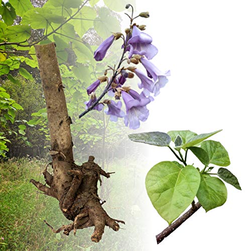 Blauglockenbaum Paulownia SHANDONG schnellwachsend - auch bekannt als Kiri-Baum, Kaiserbaum mit blauvioletten & glockenförmigen Blüten als Wertholz & Schattenbaum (5 Stk., Wurzelstock zweijährig) von Jumbogras