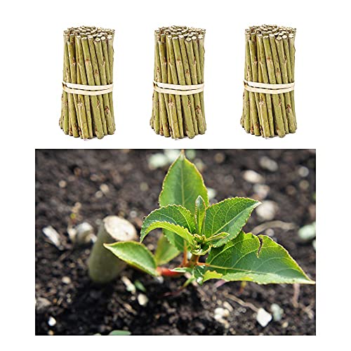 Jumbogras Pappelsteckling für Energieholz, Max 4, (50 x Pappelsteckling 20 cm) von Jumbogras