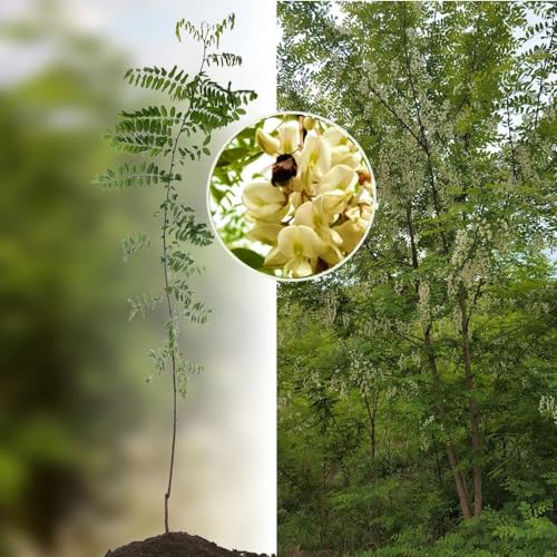 Robinie Baum (Akazie) 'Nyirsegi' bewurzelt 60/100, schnellwüchsig, gefiedert & geradschaftig als Energieholz/Wertholz und Gartenbaum (bot. Robinia pseudoacacia) 100 Stück von Jumbogras