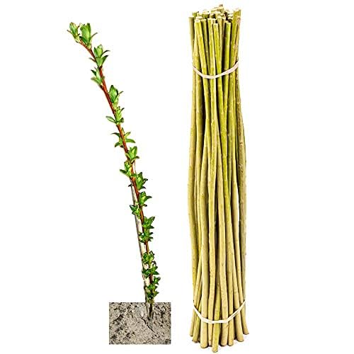 Weidenruten für Weiden-Häuser & -Bauten sowie Energieholz im Energiewald, Weidenbündel Kurzumtrieb/KUP, Salix viminalis-Züchtung - Weide, Korbweide, Strauchweide (10x Weideruten 100 cm) von Jumbogras