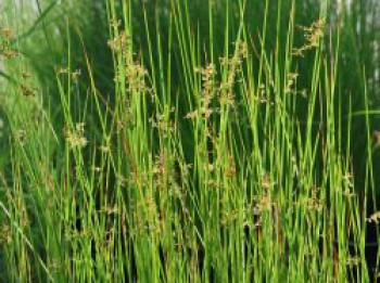 Knäuel-Binse, Juncus conglomeratus, Topfware von Juncus conglomeratus